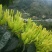 湘蕾金银花苗（5号）/五号花王/提供技术辅导/保证纯度