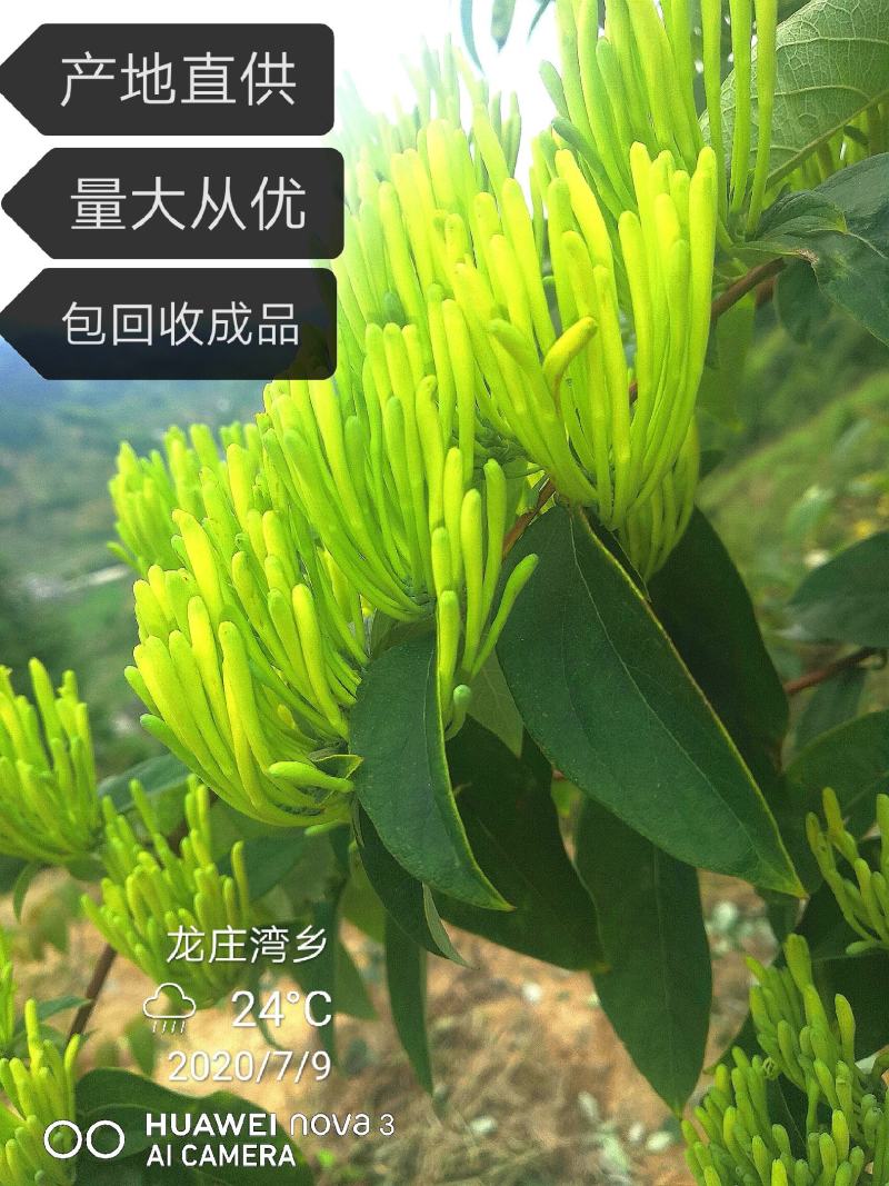 湘蕾5号花王，抗病能力强，产量高，提供成植技术包回收