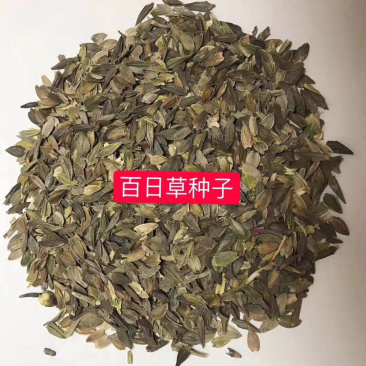 百日草花种籽子七彩重瓣百日草花种子四季开花百日菊花籽庭院