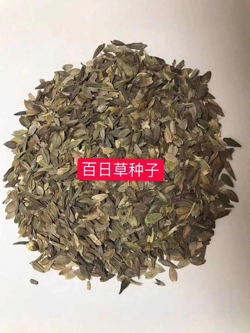 百日草花种籽子七彩重瓣百日草花种子四季开花百日菊花籽庭院