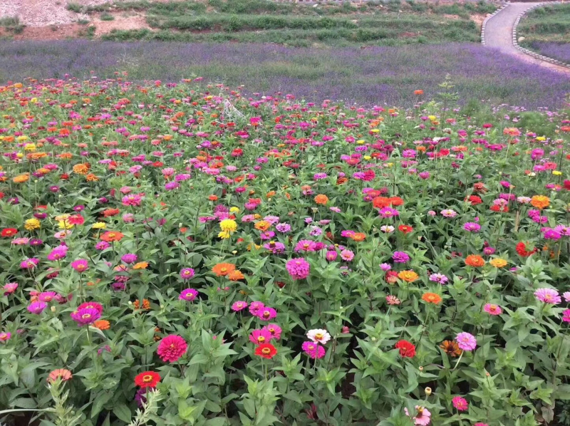 百日草花种籽子七彩重瓣百日草花种子四季开花百日菊花籽庭院