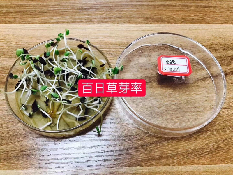 百日草花种籽子七彩重瓣百日草花种子四季开花百日菊花籽庭院