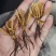 冬虫夏草玉树精选小草特价小草50根起全国包邮发货