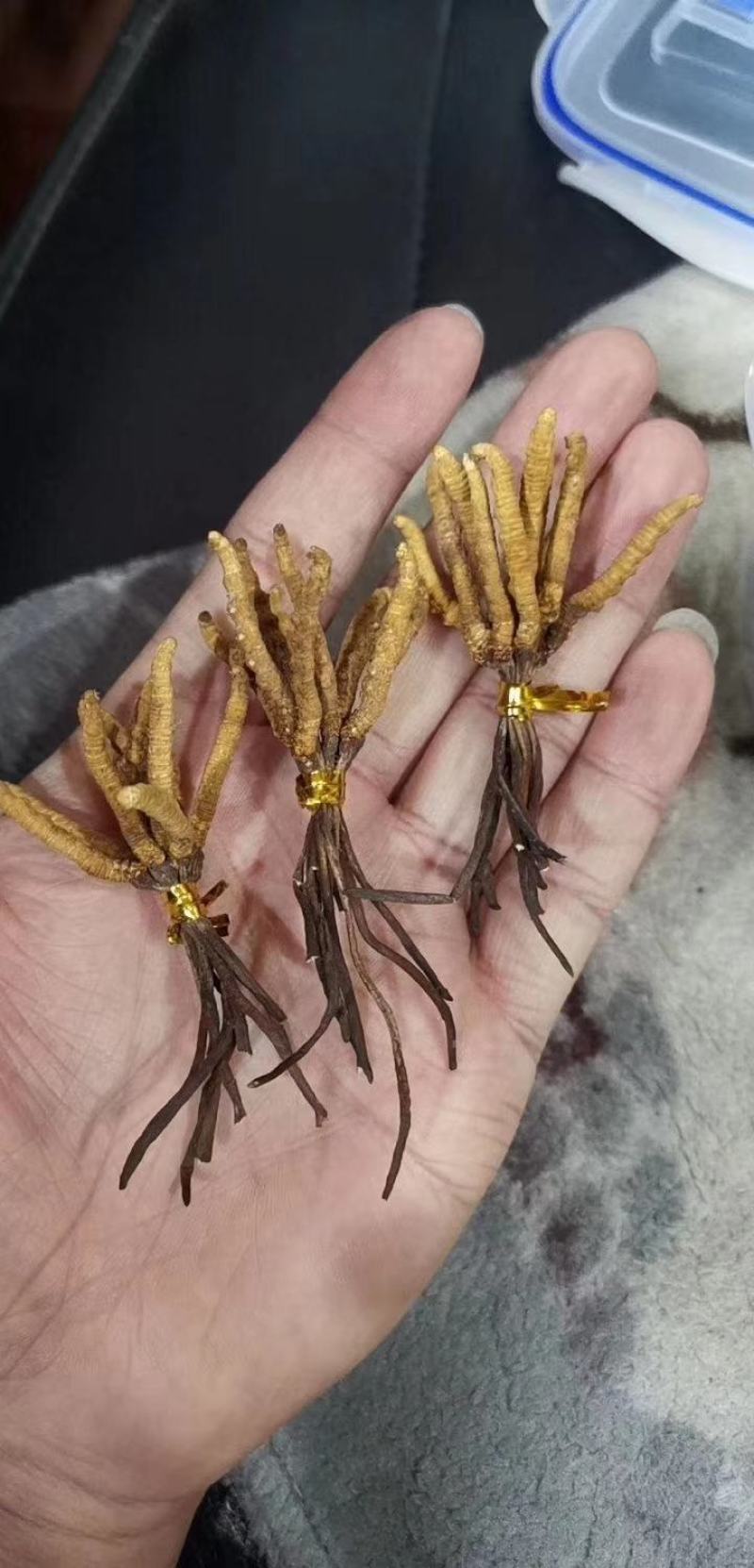冬虫夏草玉树精选小草特价小草50根起全国包邮发货