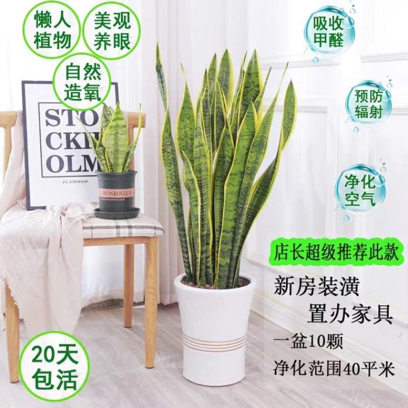 金边虎皮兰四季新房吸甲醛多肉植物防辐射室内绿植盆栽高矮虎