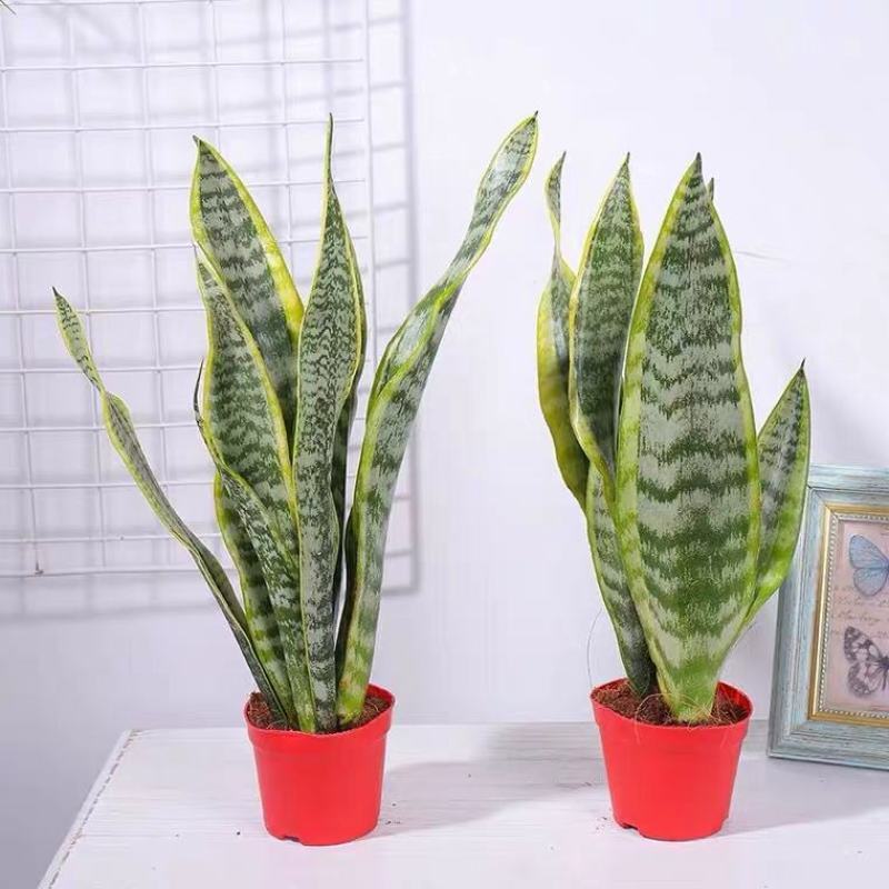 金边虎皮兰四季新房吸甲醛多肉植物防辐射室内绿植盆栽高矮虎