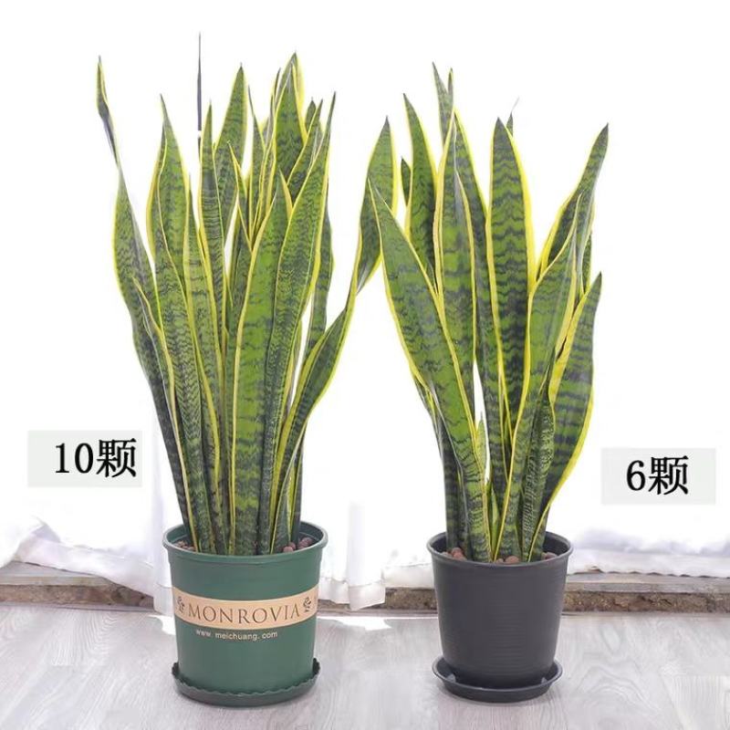 金边虎皮兰四季新房吸甲醛多肉植物防辐射室内绿植盆栽高矮虎