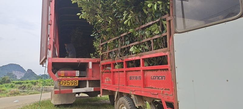 大量供应各种规格红叶石楠布袋苗，高速公路首先产品