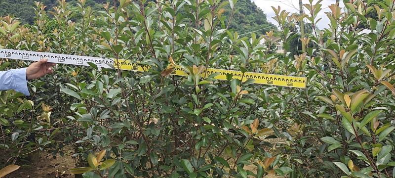 大量供应各种规格红叶石楠布袋苗，高速公路首先产品