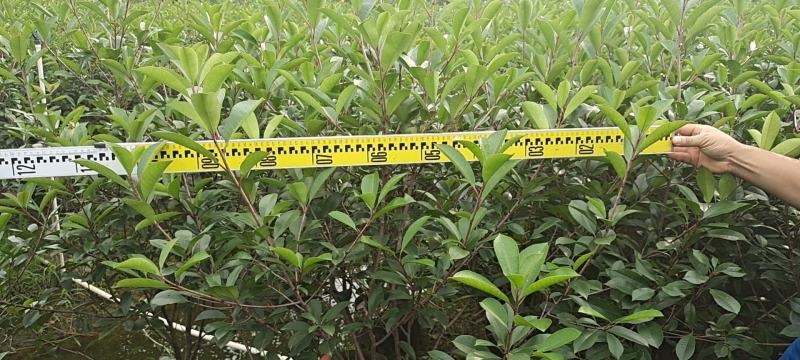 大量供应各种规格红叶石楠布袋苗，高速公路首先产品