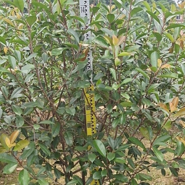 大量供应各种规格红叶石楠布袋苗，高速公路首先产品