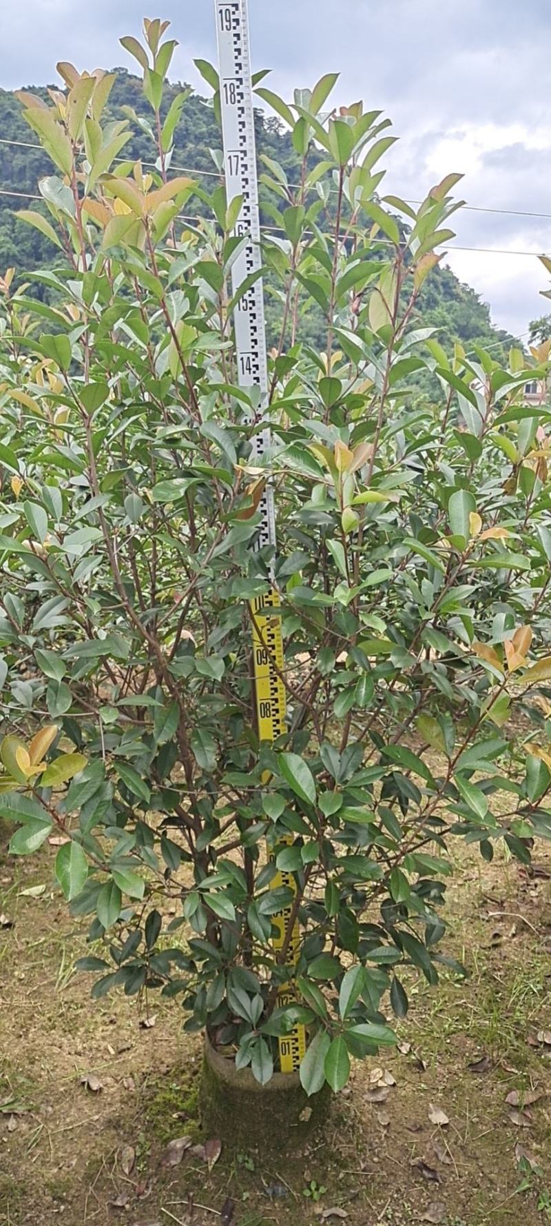 大量供应各种规格红叶石楠布袋苗，高速公路首先产品