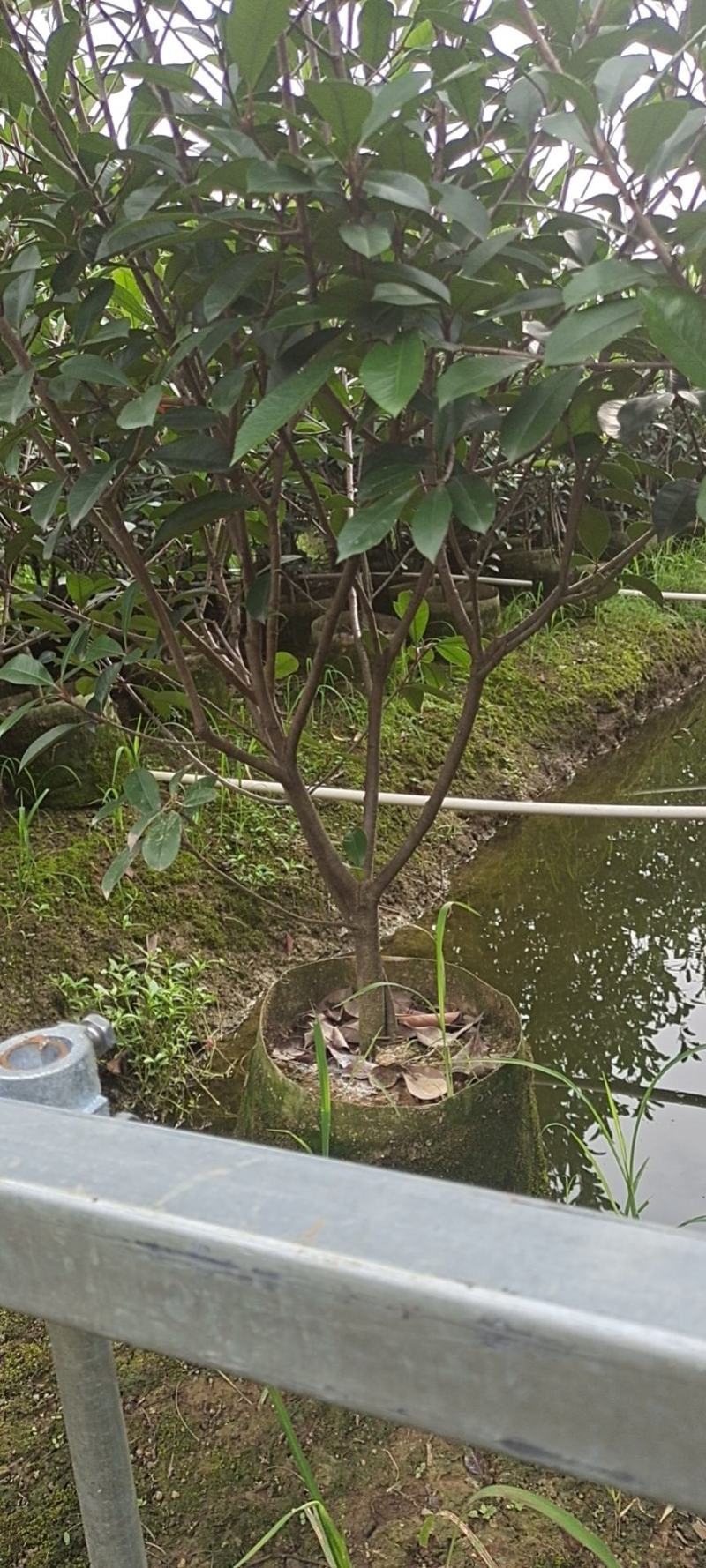 大量供应各种规格红叶石楠布袋苗，高速公路首先产品