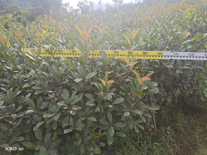大量供应各种规格红叶石楠布袋苗，高速公路首先产品