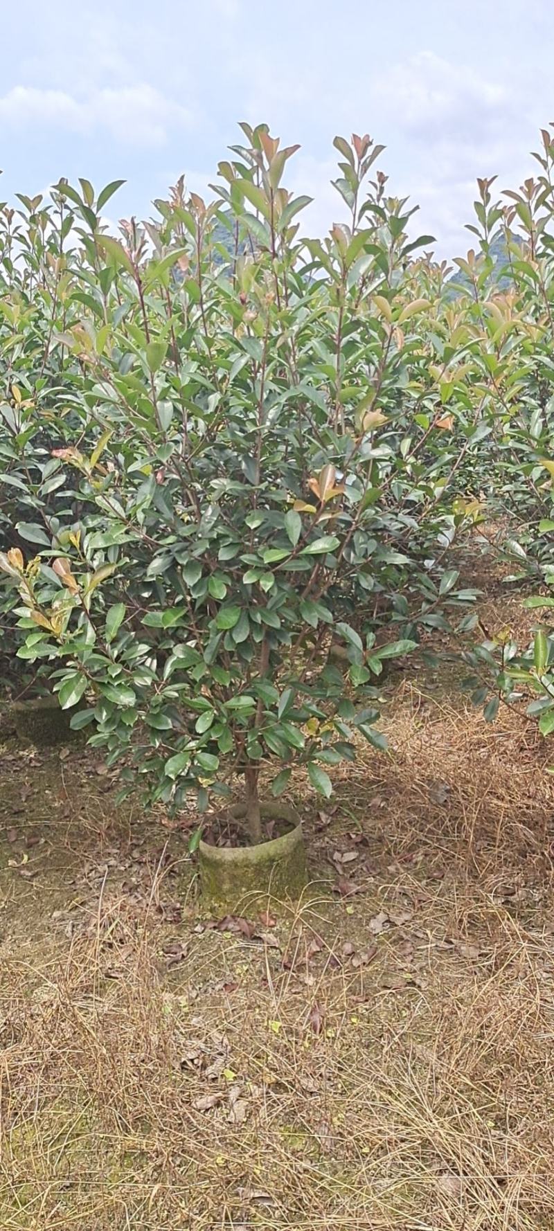大量供应各种规格红叶石楠布袋苗，高速公路首先产品