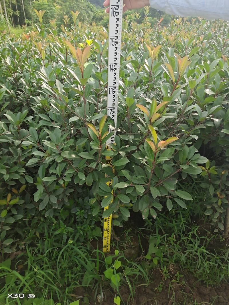 大量供应各种规格红叶石楠布袋苗，高速公路首先产品