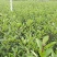 大量供应各种规格红叶石楠布袋苗，高速公路首先产品