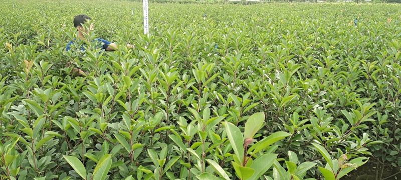大量供应各种规格红叶石楠布袋苗，高速公路首先产品