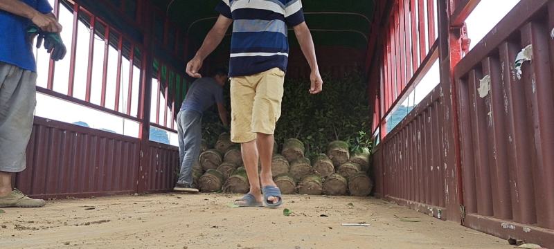 大量供应各种规格红叶石楠布袋苗，高速公路首先产品