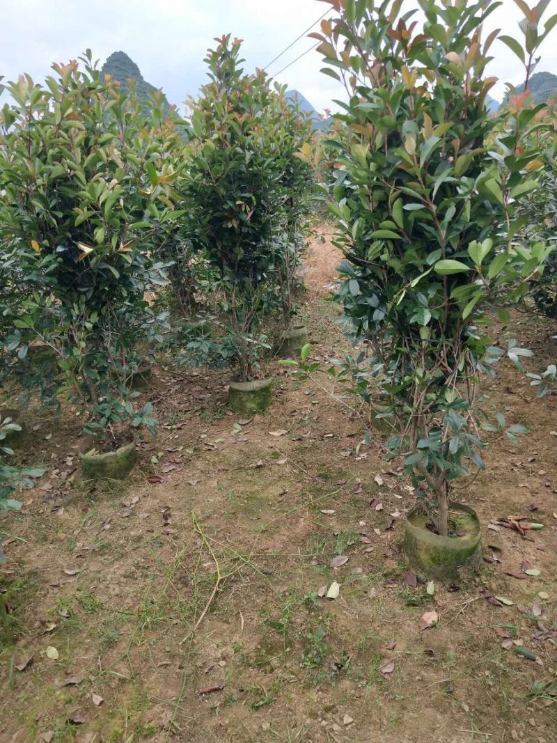 大量供应各种规格红叶石楠布袋苗，高速公路首先产品