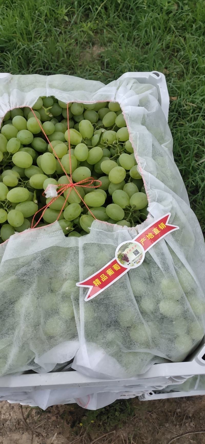精品大棚维多利亚质量有保证价格便宜先到先得