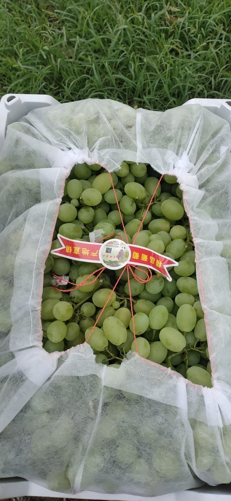 精品大棚维多利亚质量有保证价格便宜先到先得