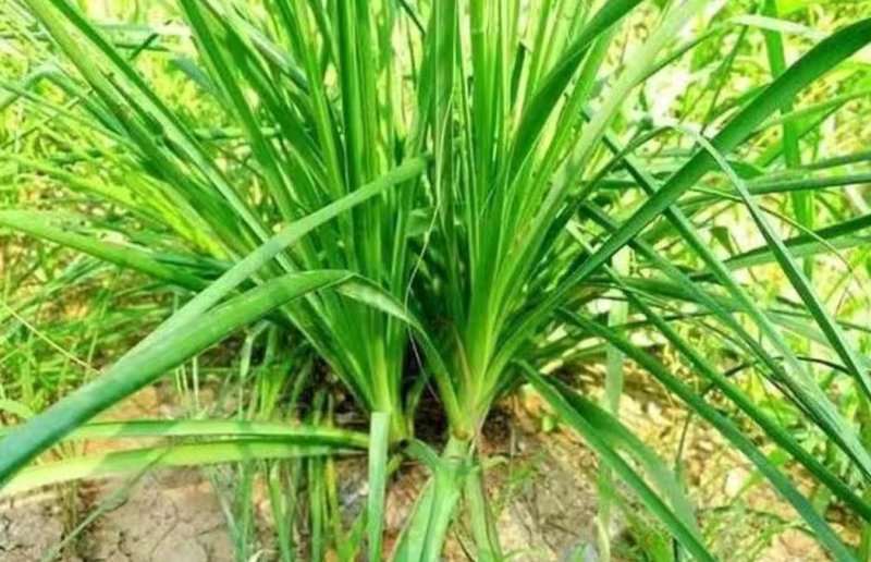 中草药知母种籽生津止渴清热润肺泻火毛知母种子地参子散装新