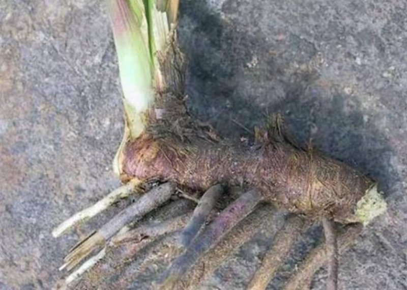 中草药知母种籽生津止渴清热润肺泻火毛知母种子地参子散装新