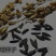 中草药知母种籽生津止渴清热润肺泻火毛知母种子地参子散装新
