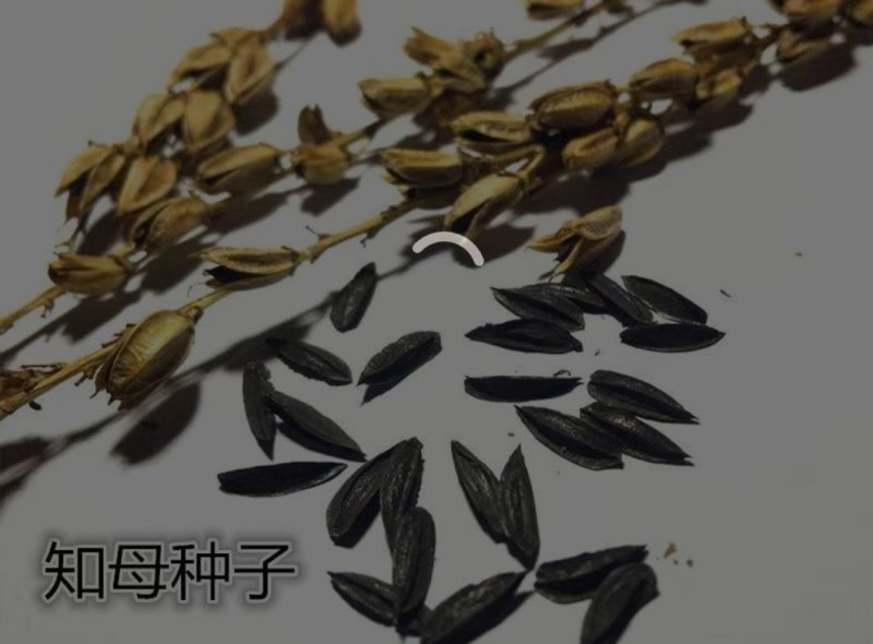 中草药知母种籽生津止渴清热润肺泻火毛知母种子地参子散装新
