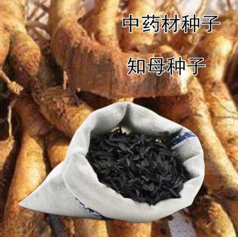 中草药知母种籽生津止渴清热润肺泻火毛知母种子地参子散装新