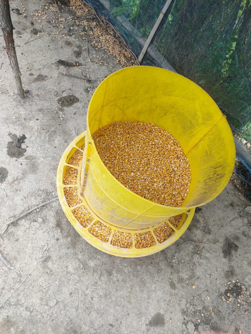 散养半番黑鸭