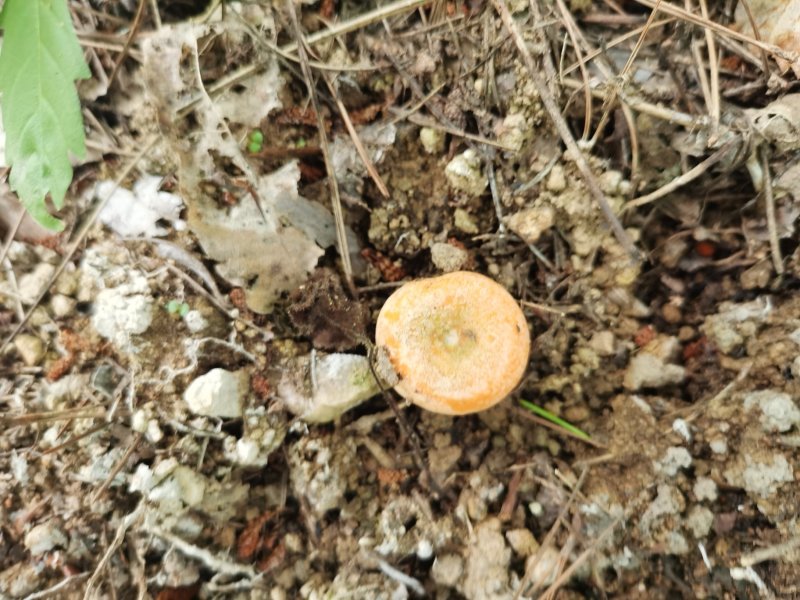松树菌