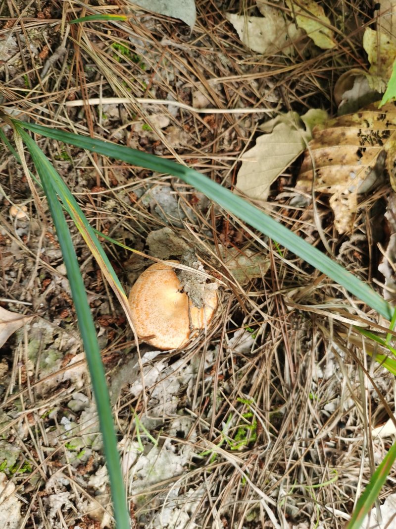 松树菌