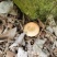 松树菌