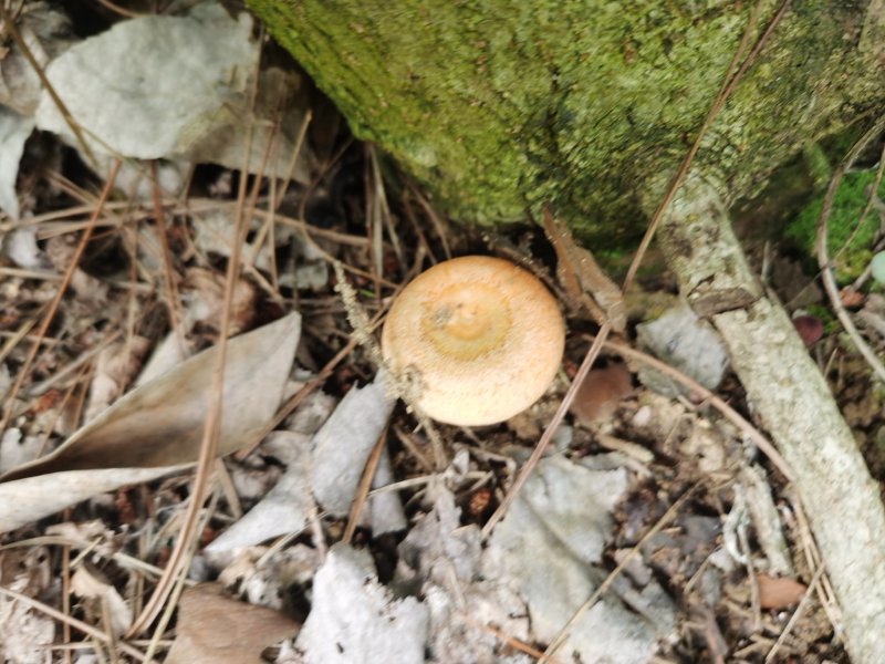 松树菌