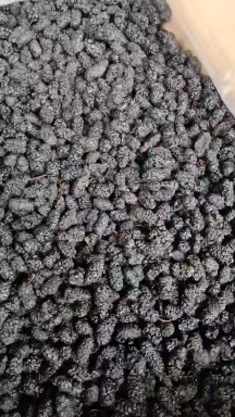 四川攀枝花桑葚干，食品用桑葚干，产地货源，自产自销