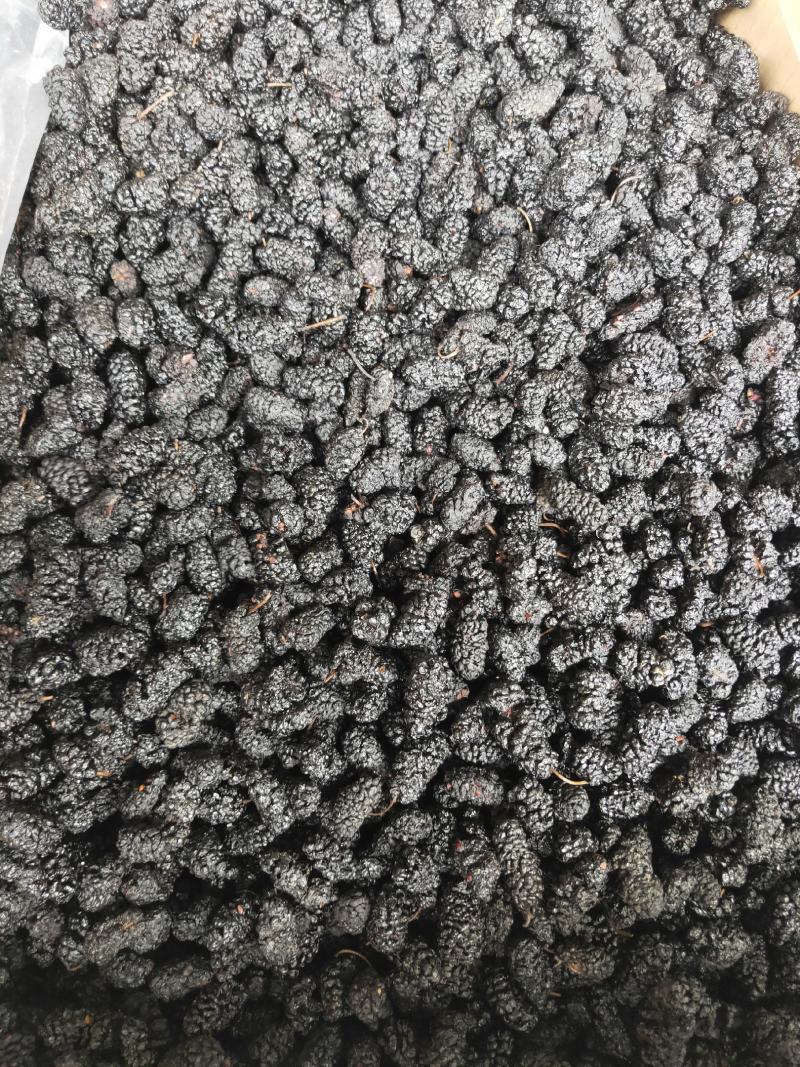 四川攀枝花桑葚干，食品用桑葚干，产地货源，自产自销