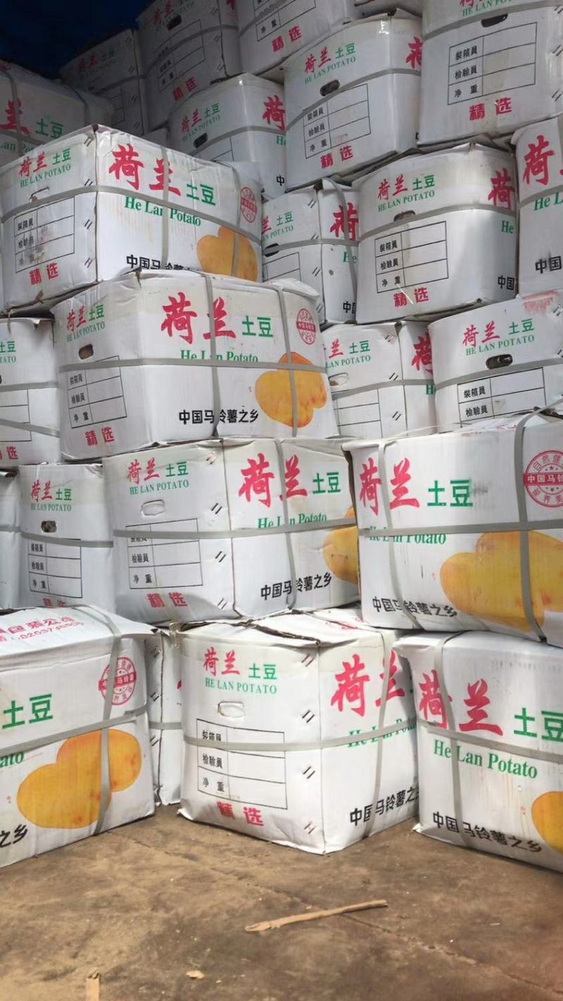 土豆大棚的五一露天的六七月量大