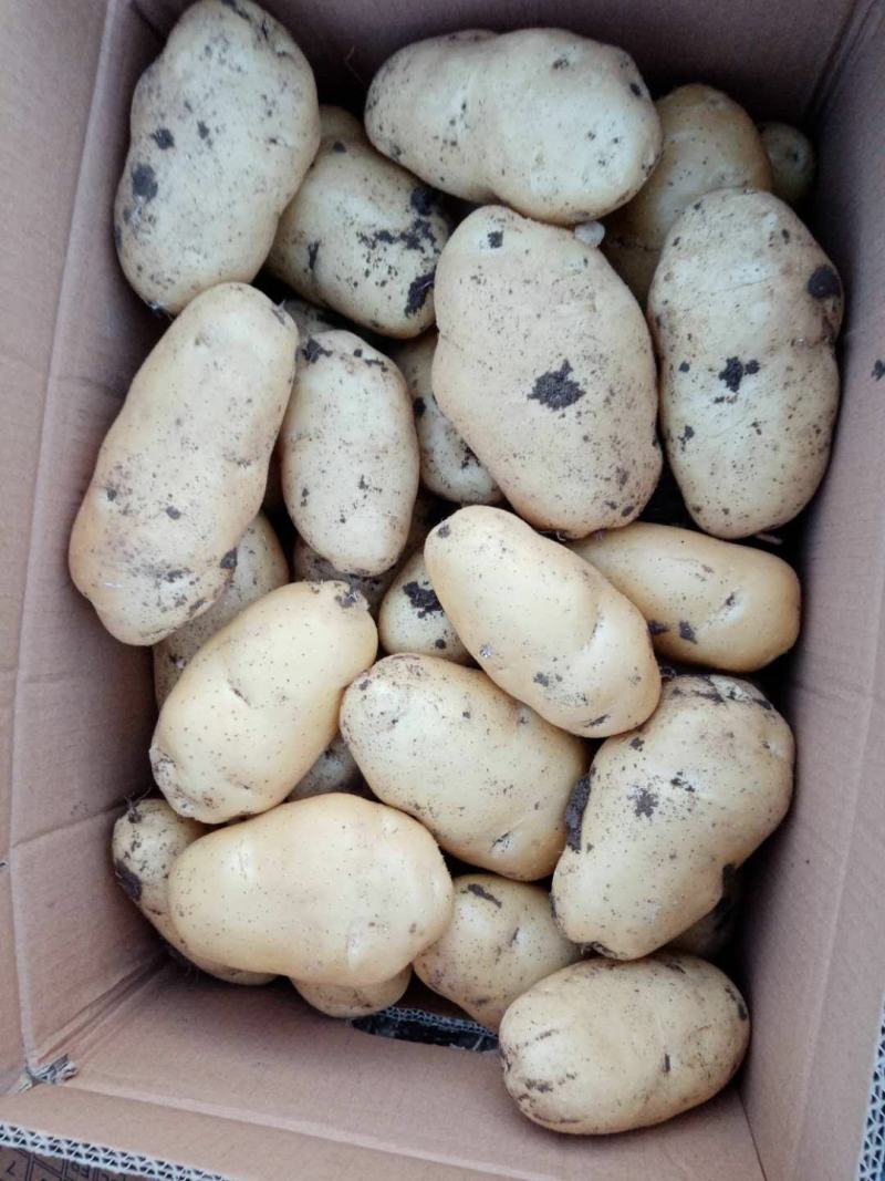 土豆大棚的五一露天的六七月量大