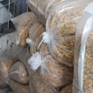 金银花开花