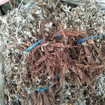 翻白草一斤起售，量大优惠