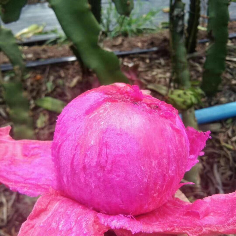 火龙果，大量现货供应