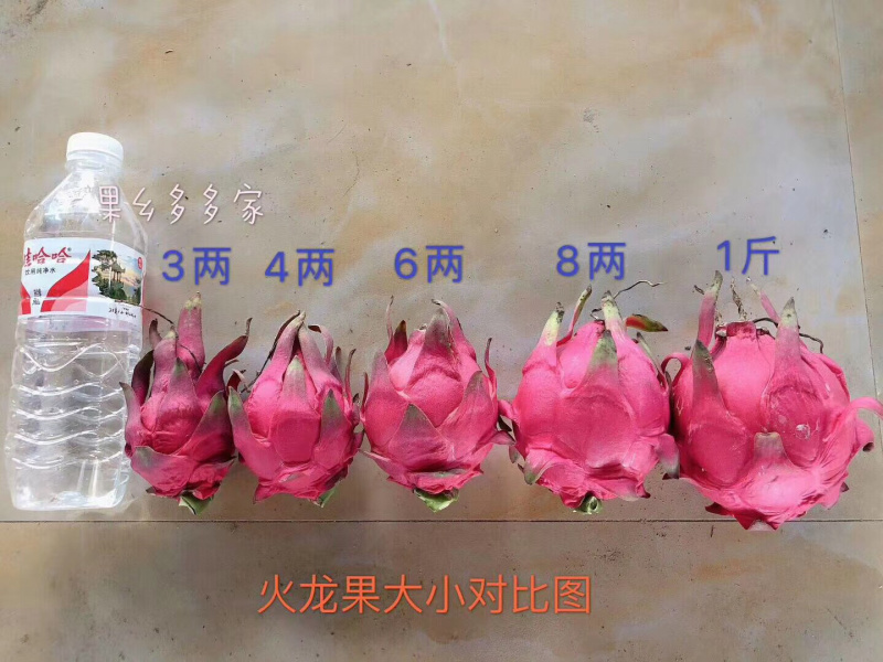 火龙果，大量现货供应
