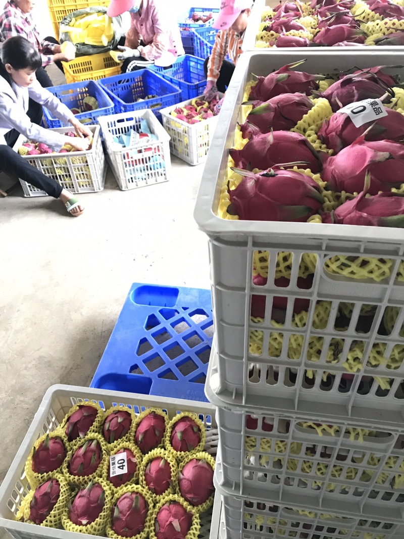 火龙果，大量现货供应