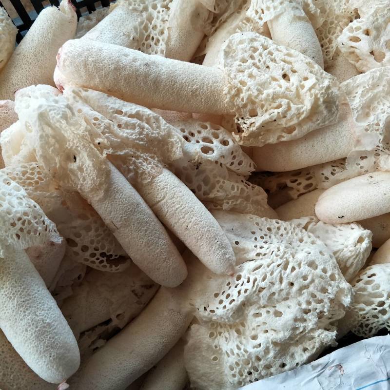 新鲜竹荪新鲜竹花可一件代发，下单先咨询