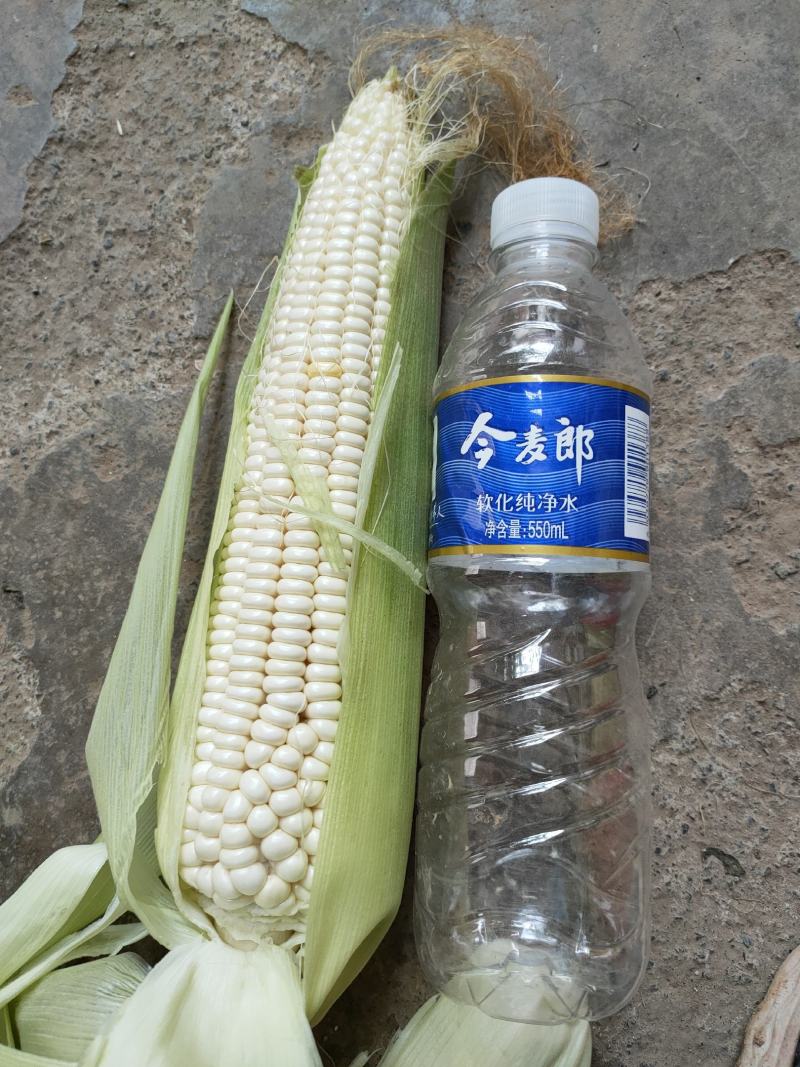 糯玉米个大，果糯，口感好