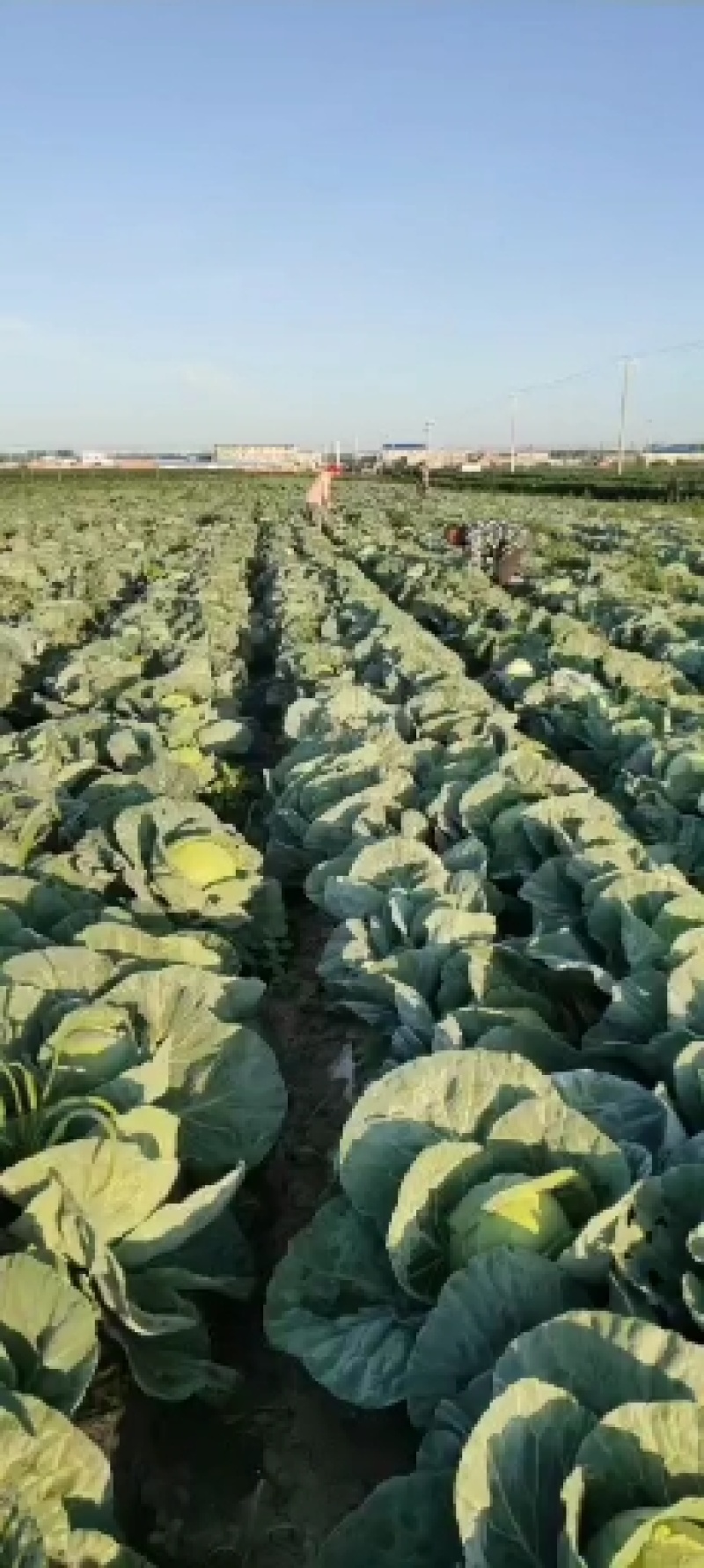 甘蓝怀德镇甘蓝大量上市，货源充足，可代发全国欢迎选购