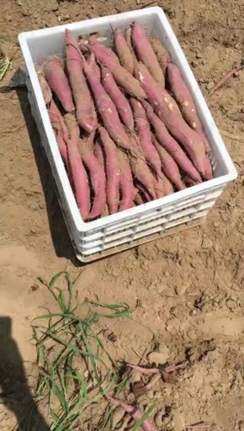 沙地红薯秦薯5号新鲜现挖现发特价批发一件代发