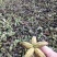 赤芍种子，量大从优，保证品质，一手货源，
